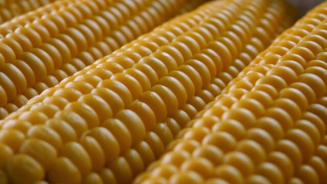 corn on the cob