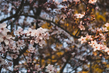 cherry blossom