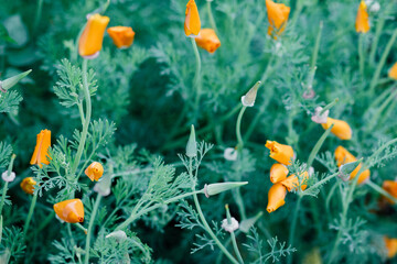 field of orange California poppies 