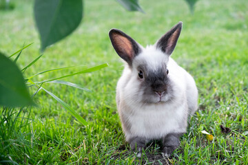 Little cute white with gray rabbit sitting in green grass in summer day. Easter bunny concept.