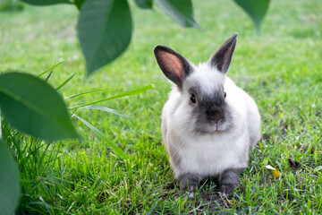 Little cute white with gray rabbit in green grass in summer day. Wild rodent concept.