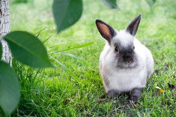 Little cute white with gray rabbit in green grass in summer day with bokeh on background. Easter bunny concept.