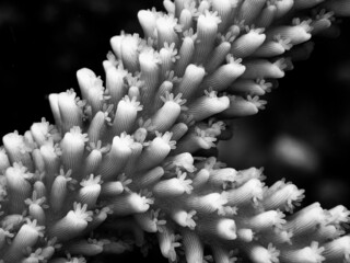 Fototapeta na wymiar Coral reef Black and White
