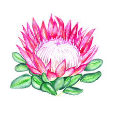 Protea cynaroides (king protea, giant protea, honeypot, king sugar bush) flower pink blossom and green leaves, hand painted watercolor illustration