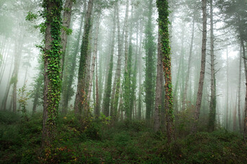 Obraz premium fabulous foggy forest. Landscape with green trees. Summer mood. 