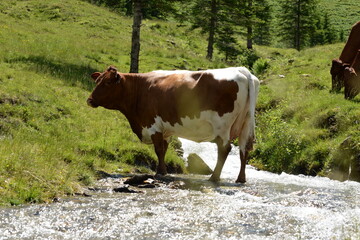 Pinzgauer Kuh steht im Gebirgsbach