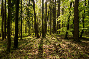 Light mixed forest with beech, spruce and fir trees, near Eschenbruch, Teutoburg Forest, North Rhine-Westphalia, Germany.