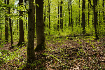 Lush beech forest with green leaves in springtime, near Polle, Weserbergland, Lower Saxony, Germany.
