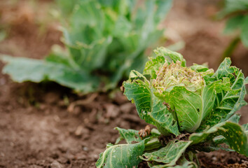 Close-up of cabbage damaged by pests. Sick cabbage leaves affected by pests and pathogenic fungi.