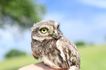 Steinkauz Küken (Athene noctua)