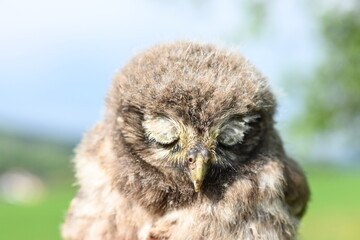 Steinkauz Küken (Athene noctua)