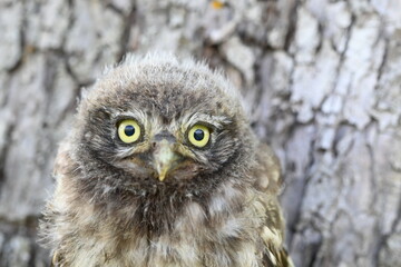 Steinkauz Küken (Athene noctua)