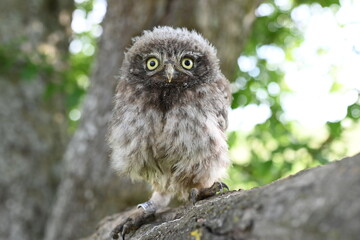 Steinkauz Küken (Athene noctua)