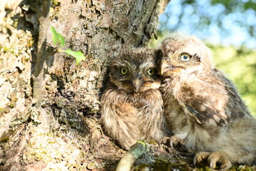 Steinkauz Küken (Athene noctua)