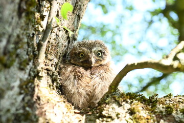 Steinkauz Küken (Athene noctua)