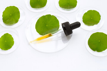 Medicine dropper with fresh green centella asiatica leaves in petri dishes on white background.