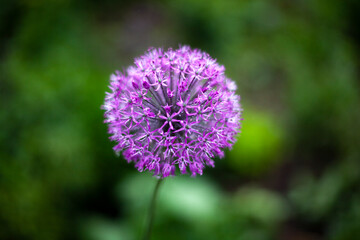 Onion inflorescence. Onions in the garden. Purple flower.
