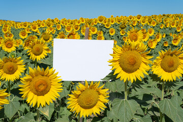 Summer stationery mock-up scene. Blank signboard among a beautiful flowery sunflower field. Concept of joy, party and summer wedding. Copy space