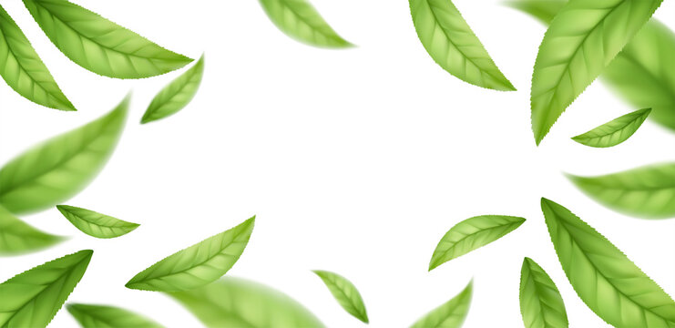 Realistic flying falling green tea leaves isolated on white background. Background with flying green spring leaves. Vector illustration