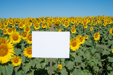 Summer stationery mock-up scene. Blank signboard among a beautiful flowery sunflower field. Concept of joy, party and summer wedding. Copy space