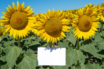 Summer stationery mock-up scene. Blank greeting card among a beautiful blooming field of sunflowers. Concept of joy, party and summer wedding