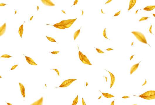 Falling flying autumn leaves background. Realistic autumn yellow leaf isolated on white background. Fall sale background. Vector illustration