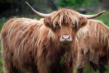 Highland cattle or Highland cow it's a Scottish breed of rustic cattle. It originated in the Scottish Highlands and the Outer Hebrides islands of Scotland and has long horns and a long shaggy coat.