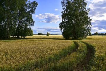 Endless fields sown with grain in the Urals