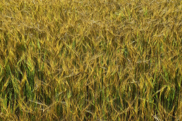 Golden ears of bread