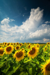 Sunflowers on summer sunny day