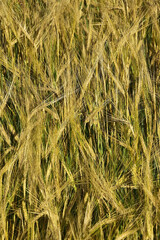 Golden ears of bread