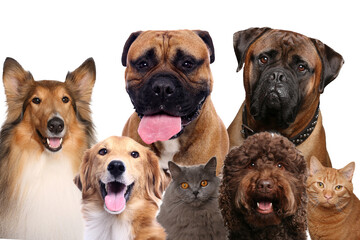 Beautiful cats and dogs in front a white background