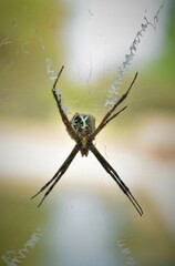 spider on the web