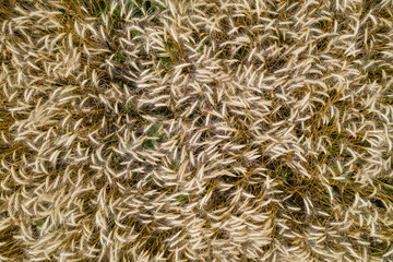 Natural background of ears of golden ripening wheat in an agricultural field. Top view, photo from drone.