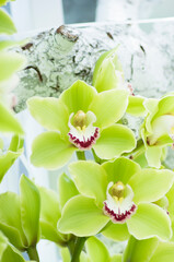 background from green orchid cymbidium, panel from natural flowers, in the Keukenhof park