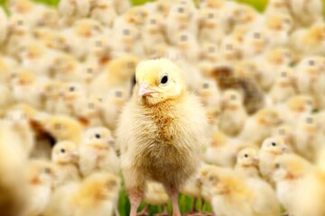 Chick.