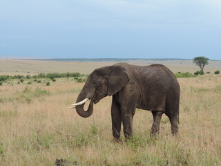 Fototapeta na wymiar Lone Bull Elephant eating in the Masai