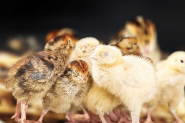 Chick.