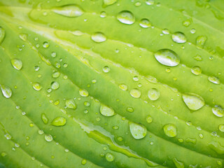 Fototapeta na wymiar Macro Close Up Dew Rain Drops on Green Plant Leaf 