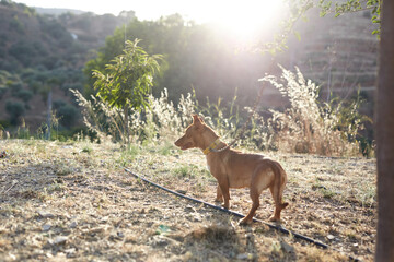 Dogs taking a walk in the woods in the middle of autumn.