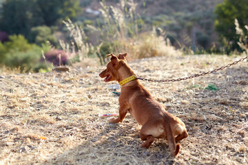 Dogs taking a walk in the woods in the middle of autumn.
