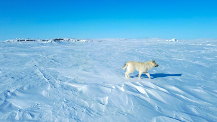 Wolf Dog Over The Tundra In The Frozen Sea, Walking, Rear View, Alone Wolf Dog In the Artic