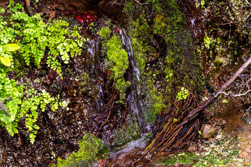 Fototapeta premium Fuente de agua en un parque en la isla de Tenerife