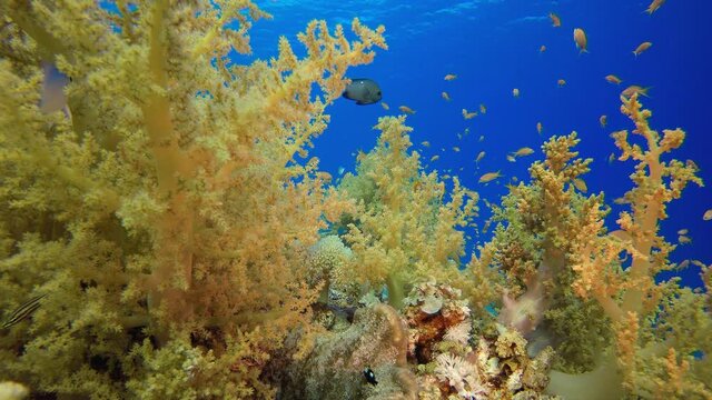 Broccoli Corals Garden. Underwater tropical soft broccoli coral (Litophyton arboreum) and  scalefin anthias (Pseudanthias squamipinnis). Underwater fish reef marine. Tropical colourful underwater seas