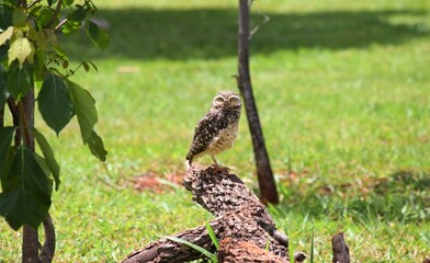 coruja-buraqueira no Cerrado do Brasil