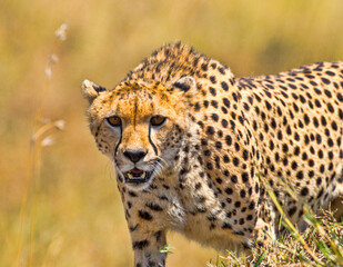 Adult Cheetah