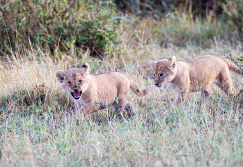 Lion Cubs