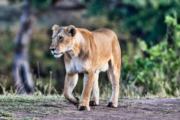 Lioness