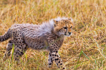 Cheetah Cub