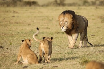Fototapeta na wymiar Lion with cubs